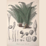Tagua Nut botanical drawing
